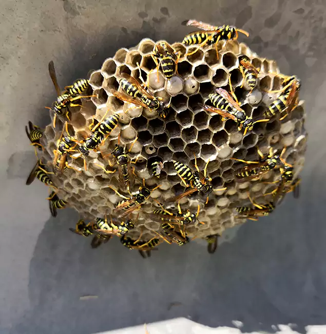 Why Salem Chooses Salem Pest Control Pros for Wasp Control Services?