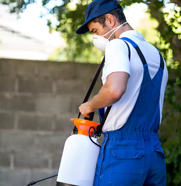 Why Salem Pest Control Pros Is the Right Choice for Yellow Jacket Removal in Salem, OR?