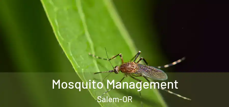 Mosquito Management Salem-OR