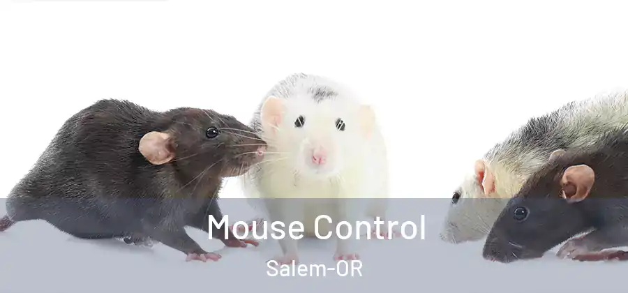 Mouse Control Salem-OR