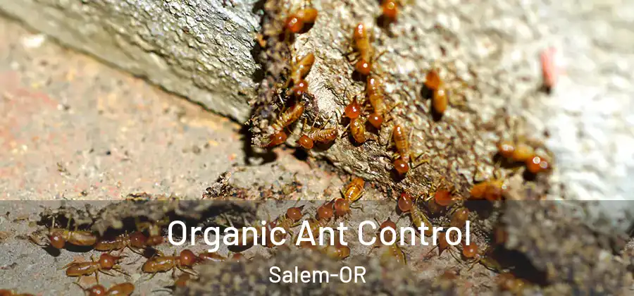 Organic Ant Control Salem-OR