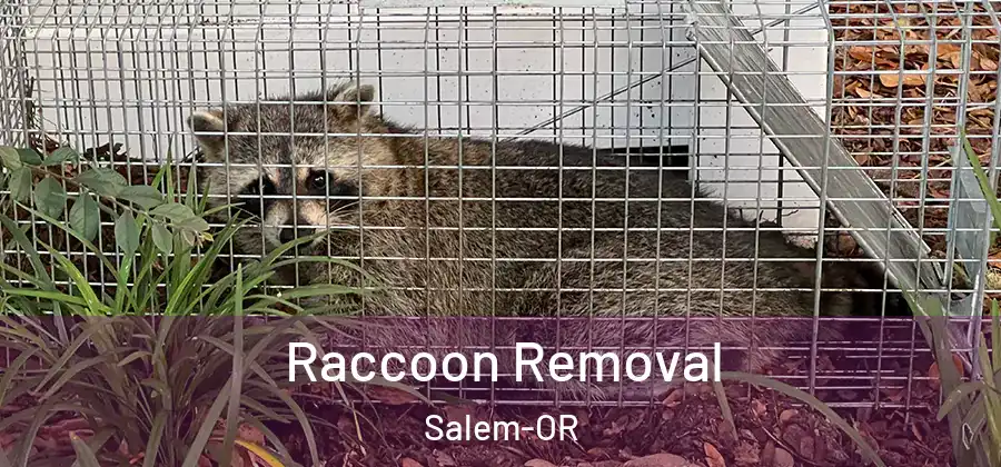 Raccoon Removal Salem-OR