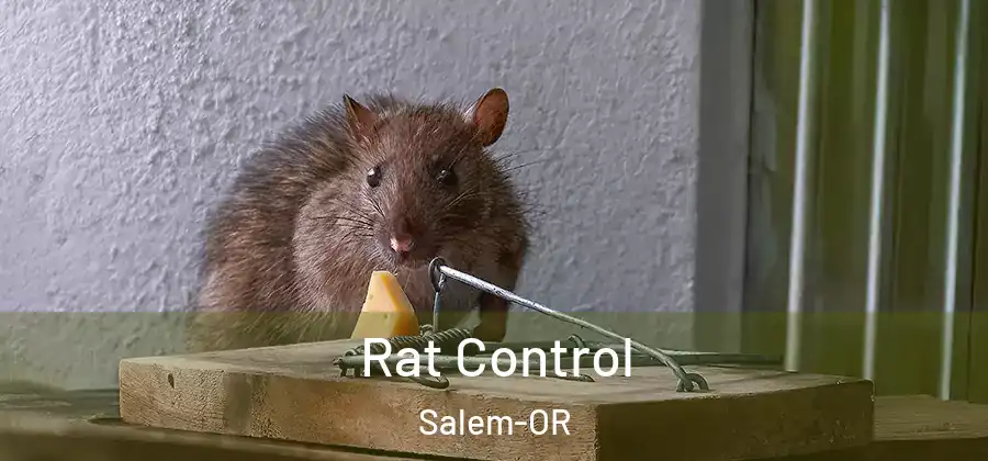 Rat Control Salem-OR
