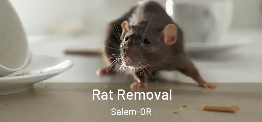 Rat Removal Salem-OR