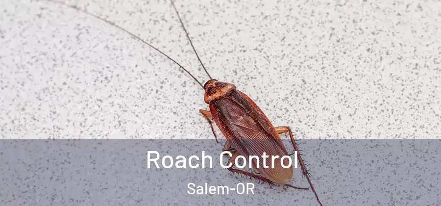 Roach Control Salem-OR