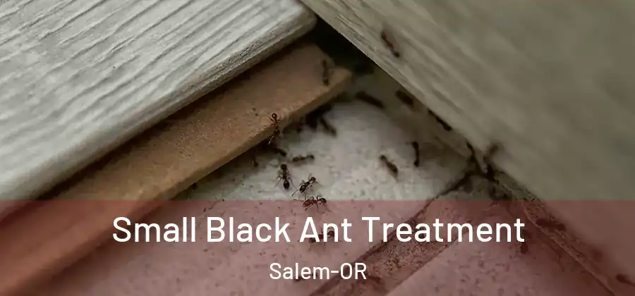 Small Black Ant Treatment Salem-OR