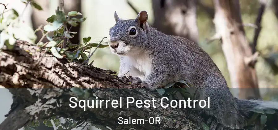 Squirrel Pest Control Salem-OR