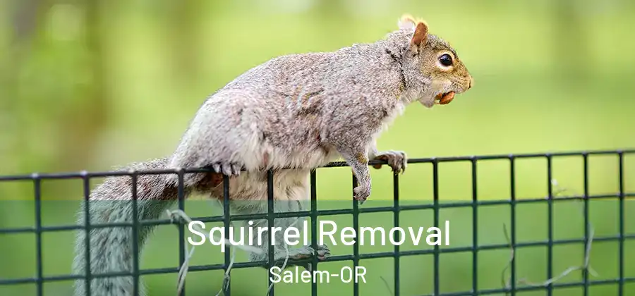 Squirrel Removal Salem-OR