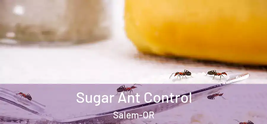 Sugar Ant Control Salem-OR