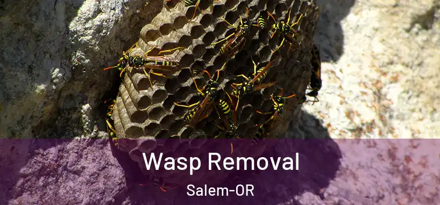 Wasp Removal Salem-OR