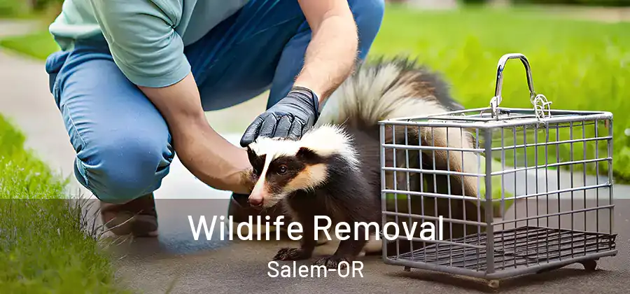 Wildlife Removal Salem-OR